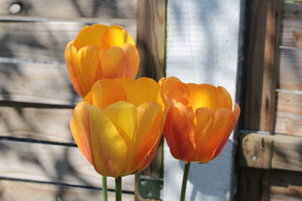 Orange tulipaner i sollys – symbol på smukt havedesign og have rådgivning i København fra Nova Landscaping